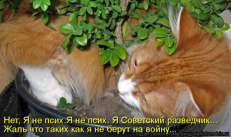 Нет, Я не псих.Я не псих. Я Советский разведчик... Жаль что таких как я не берут на войну...... Котоматрица: Нет, Я не псих.Я не псих. Я Советский разведчик... Жаль что таких как я не берут на войну...