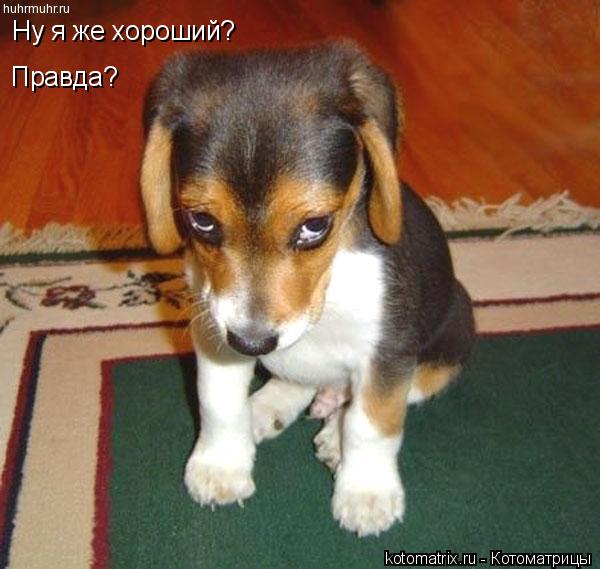 Ну я же хороший? Правда?... Котоматрица: Ну я же хороший? Правда?