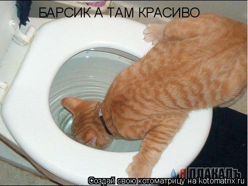 БАРСИК А ТАМ КРАСИВО... Котоматрица: БАРСИК А ТАМ КРАСИВО