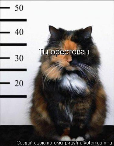 Ты орестоваН! кошак усатий знай как иметь дело с четвероногой поличией Ты орестоваНкошак усатый! Ты о... Котоматрица: Ты орестоваН! кошак усатий знай как иметь дело с четвероногой поличией Ты орестоваНкошак усатый! Ты орестован Ты орестован глаз не покажу!