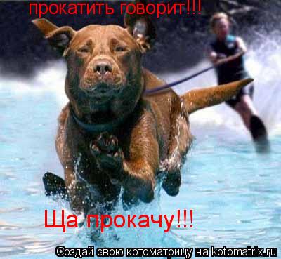 прокатить говорит!!! Ща прокачу!!!... Котоматрица: прокатить говорит!!! Ща прокачу!!!