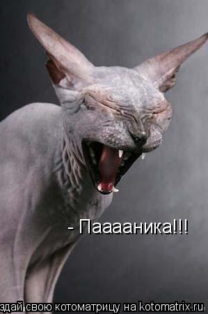 - Пааааника!!!... Котоматрица: - Пааааника!!!