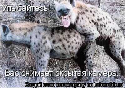 Улыбайтесь! Вас снимает скрытая камера.... Котоматрица: Улыбайтесь! Вас снимает скрытая камера.