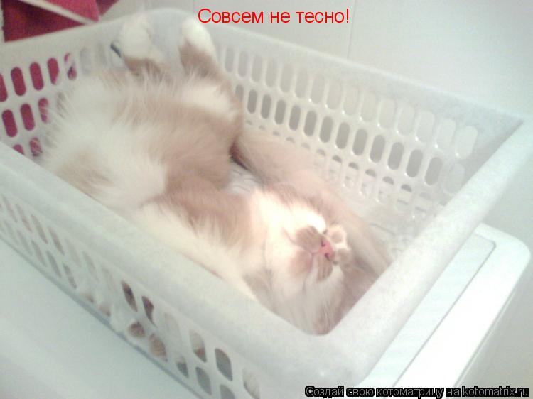 Совсем не тесно!... Котоматрица: Совсем не тесно!