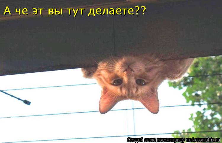 А че эт вы тут делаете??... Котоматрица: А че эт вы тут делаете??
