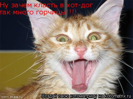 Ну зачем класть в хот-дог так много горчицы!!!!!!!! Ну зачем класть в хот-дог так много горчицы!!!!... Котоматрица: Ну зачем класть в хот-дог так много горчицы!!!!!!!! Ну зачем класть в хот-дог так много горчицы!!!!