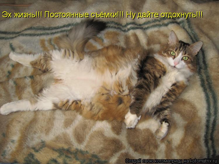Эх жизнь!!! Постоянные съёмки!!! Ну дайте отдохнуть!!!... Котоматрица: Эх жизнь!!! Постоянные съёмки!!! Ну дайте отдохнуть!!!