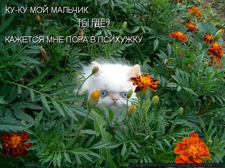 КУ-КУ МОЙ МАЛЬЧИК ТЫ ГДЕ? ТЫ ГДЕ? КАЖЕТСЯ МНЕ ПОРА В ПСИХУЖКУ... Котоматрица: КУ-КУ МОЙ МАЛЬЧИК ТЫ ГДЕ? ТЫ ГДЕ? КАЖЕТСЯ МНЕ ПОРА В ПСИХУЖКУ
