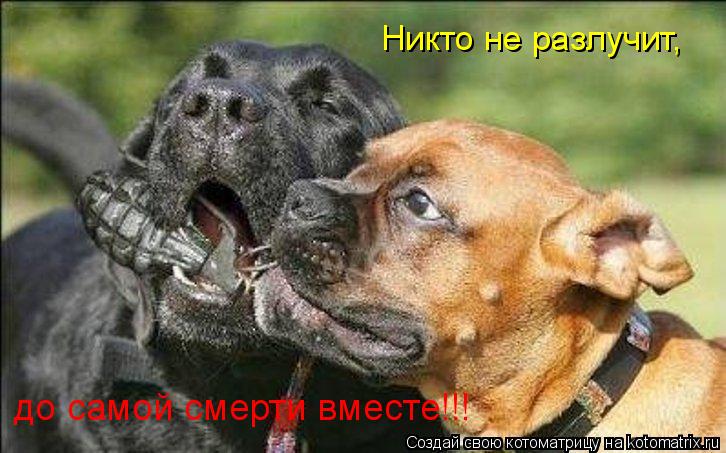 Никто не разлучит, до самой смерти вместе!!!... Котоматрица: Никто не разлучит, до самой смерти вместе!!!