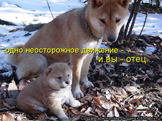 одно неосторожное движение - и вы - отец...... Котоматрица: одно неосторожное движение - и вы - отец...