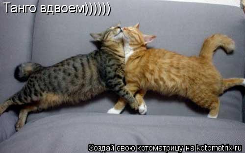 Танго вдвоем))))))... Котоматрица: Танго вдвоем))))))