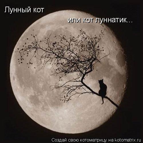 Лунный кот или кот луннатик...... Котоматрица: Лунный кот или кот луннатик...