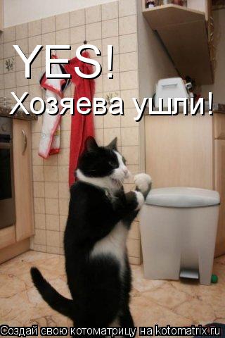 YES! Хозяева ушли!... Котоматрица: YES! Хозяева ушли!