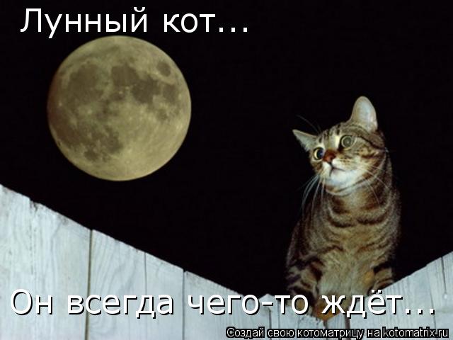 Лунный кот... Он всегда чего-то ждёт...... Котоматрица: Лунный кот... Он всегда чего-то ждёт...