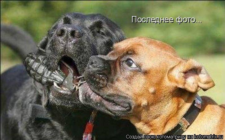 Последнее фото...... Котоматрица: Последнее фото...