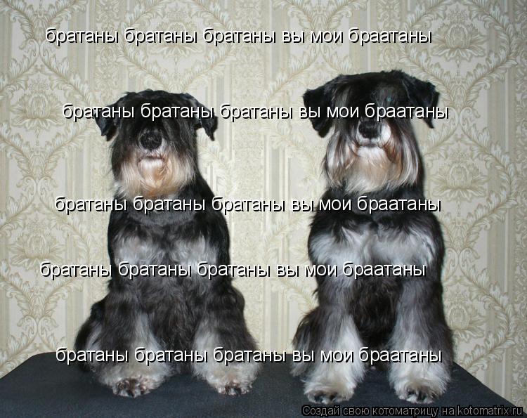 братаны братаны братаны вы мои браатаны братаны братаны братаны вы мои браатаны братаны братаны бра... Котоматрица: братаны братаны братаны вы мои браатаны братаны братаны братаны вы мои браатаны братаны братаны братаны вы мои браатаны братаны братаны