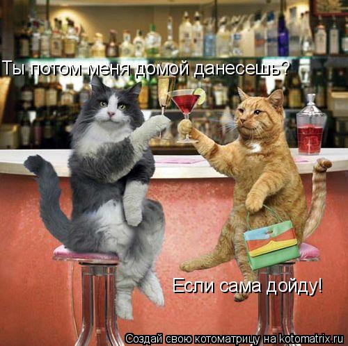 Ты потом меня домой данесешь? Если сама дойду!... Котоматрица: Ты потом меня домой данесешь? Если сама дойду!
