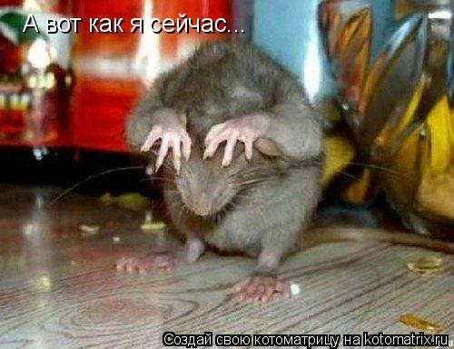 А вот как я сейчас...... Котоматрица: А вот как я сейчас...