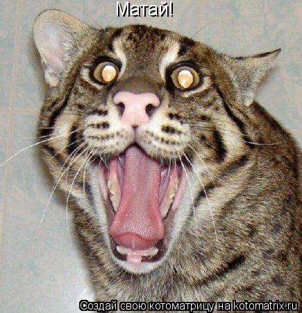 Матай!... Котоматрица: Матай!