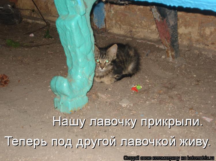 Нашу лавочку прикрыли. Теперь под другой лавочкой живу.... Котоматрица: Нашу лавочку прикрыли. Теперь под другой лавочкой живу.