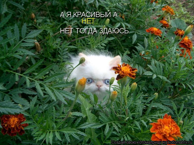 А Я КРАСИВЫЙ А НЕТ НЕТ ТОГДА 3ДАЮСЬ... Котоматрица: А Я КРАСИВЫЙ А НЕТ НЕТ ТОГДА 3ДАЮСЬ