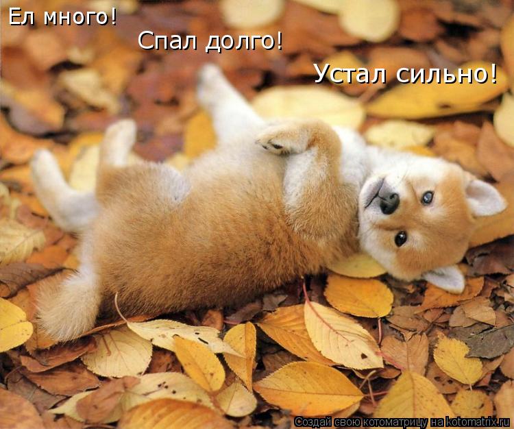 Ел много! Ел много! Устал сильно! Спал долго!... Котоматрица: Ел много! Ел много! Устал сильно! Спал долго!