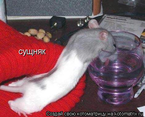 сущняк... Котоматрица: сущняк