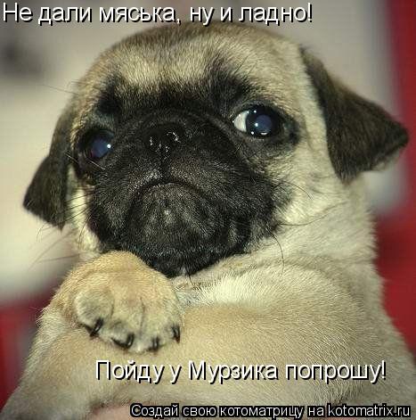 Не дали мяська, ну и ладно! Пойду у Мурзика попрошу!... Котоматрица: Не дали мяська, ну и ладно! Пойду у Мурзика попрошу!