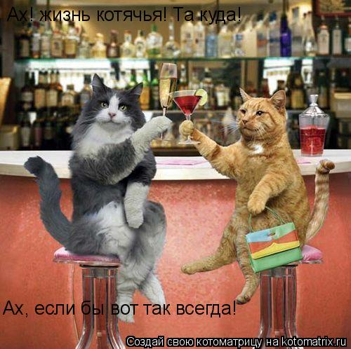 Ах! жизнь котячья! Та куда! Ах, если бы вот так всегда!... Котоматрица: Ах! жизнь котячья! Та куда! Ах, если бы вот так всегда!