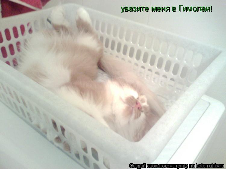 увазите меня в Гимолаи!... Котоматрица: увазите меня в Гимолаи!