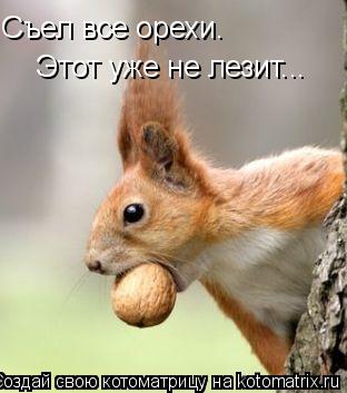 Съел все орехи. Этот уже не лезит...... Котоматрица: Съел все орехи. Этот уже не лезит...