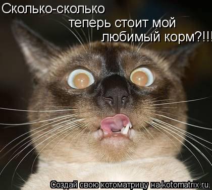Сколько-сколько теперь стоит мой любимый корм?!!!... Котоматрица: Сколько-сколько теперь стоит мой любимый корм?!!!
