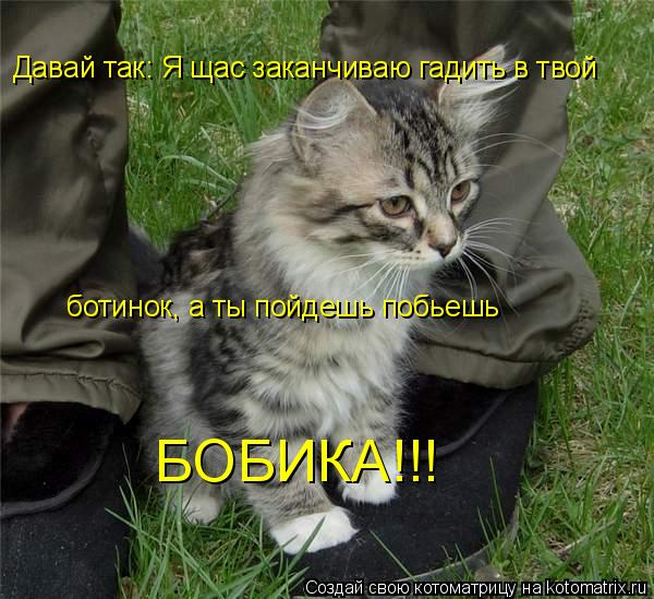 Давай так: Я щас заканчиваю гадить в твой ботинок, а ты пойдешь побьешь БОБИКА!!!... Котоматрица: Давай так: Я щас заканчиваю гадить в твой ботинок, а ты пойдешь побьешь БОБИКА!!!