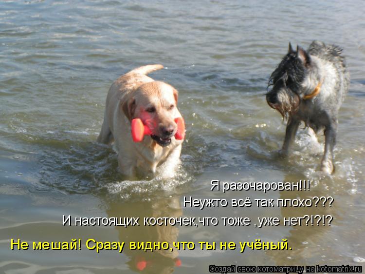 Я разочарован!!! Неужто всё так плохо??? И настоящих косточек,что тоже ,уже нет?!?!? Не мешай! Сразу ... Котоматрица: Я разочарован!!! Неужто всё так плохо??? И настоящих косточек,что тоже ,уже нет?!?!? Не мешай! Сразу видно,что ты не учёный.