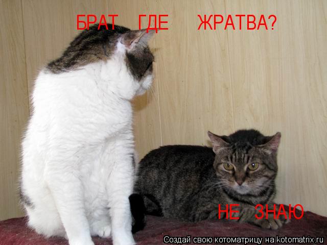 БРАТ ГДЕ ЖРАТВА? НЕ ЗНАЮ... Котоматрица: БРАТ ГДЕ ЖРАТВА? НЕ ЗНАЮ