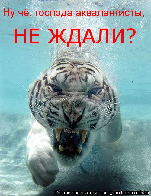 Ну чё, господа аквалангисты, НЕ ЖДАЛИ?... Котоматрица: Ну чё, господа аквалангисты, НЕ ЖДАЛИ?