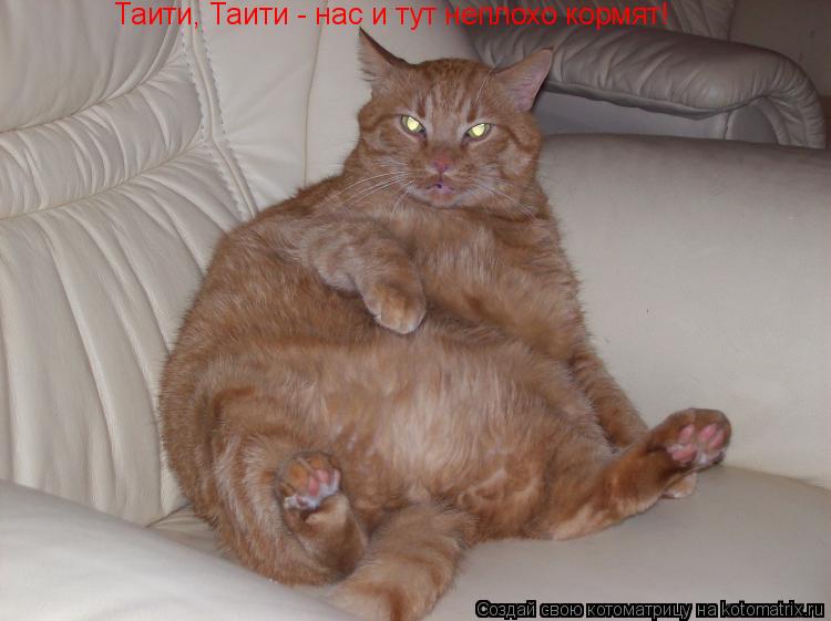 Таити, Таити - нас и тут неплохо кормят!... Котоматрица: Таити, Таити - нас и тут неплохо кормят!