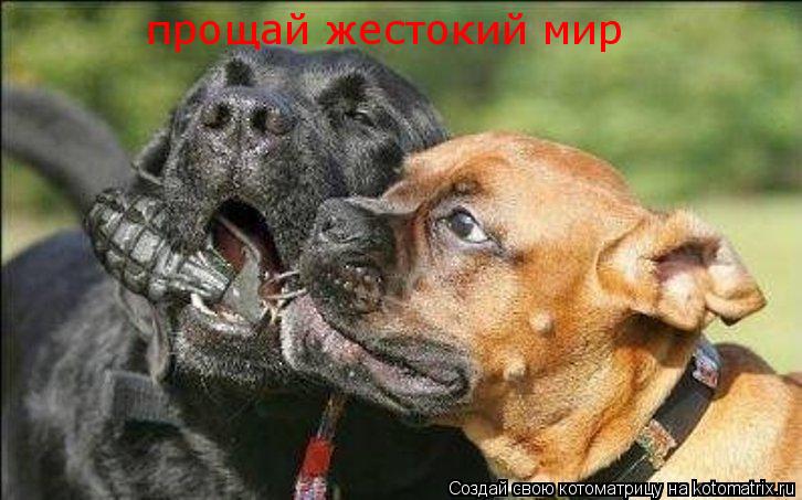 прощай жестокий мир... Котоматрица: прощай жестокий мир