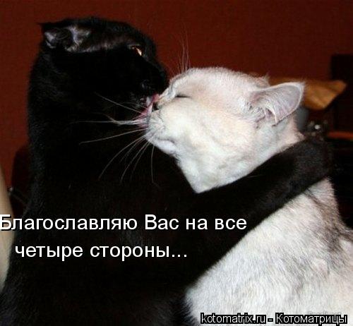 Благославляю Вас на все четыре стороны...... Котоматрица: Благославляю Вас на все четыре стороны...