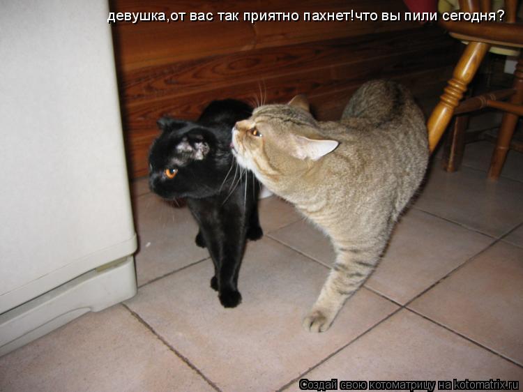 девушка,от вас так приятно пахнет!что вы пили сегодня?... Котоматрица: девушка,от вас так приятно пахнет!что вы пили сегодня?