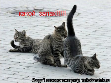 какой запах!!!!!... Котоматрица: какой запах!!!!!
