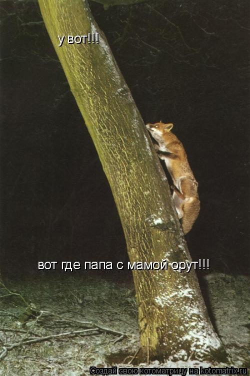 у вот!!! вот где папа с мамой орут!!!... Котоматрица: у вот!!! вот где папа с мамой орут!!!