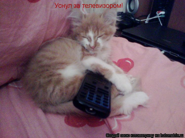 Уснул за телевизором!... Котоматрица: Уснул за телевизором!