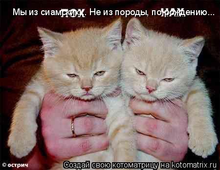 Мы из сиамских... Не из породы, по рождению...... Котоматрица: Мы из сиамских... Не из породы, по рождению...