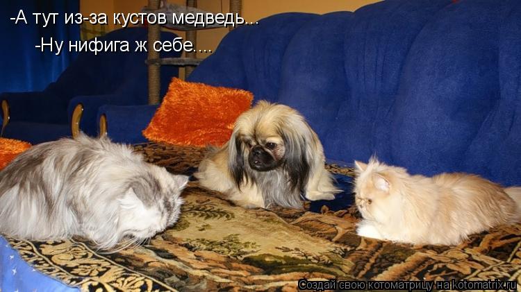 -А тут из-за кустов медведь... -Ну нифига ж себе....... Котоматрица: -А тут из-за кустов медведь... -Ну нифига ж себе....