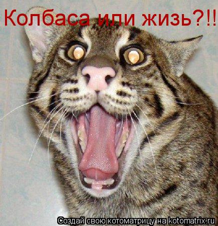 Колбаса или жизь?!!... Котоматрица: Колбаса или жизь?!!