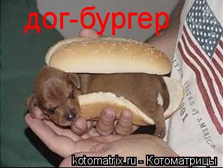 дог-бургер... Котоматрица: дог-бургер