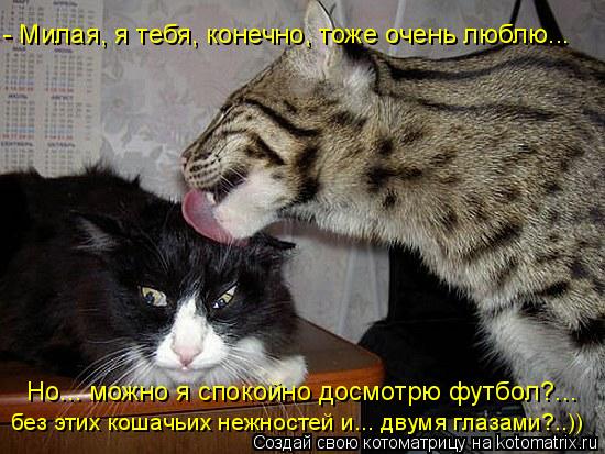 - Милая, я тебя, конечно, тоже очень люблю... Но... можно я спокойно досмотрю футбол?... без этих кош... Котоматрица: - Милая, я тебя, конечно, тоже очень люблю... Но... можно я спокойно досмотрю футбол?... без этих кошачьих нежностей и... двумя глазами?..))