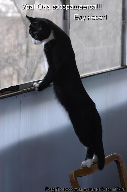 Ура! Она возвращается!!! Еду несет!... Котоматрица: Ура! Она возвращается!!! Еду несет!