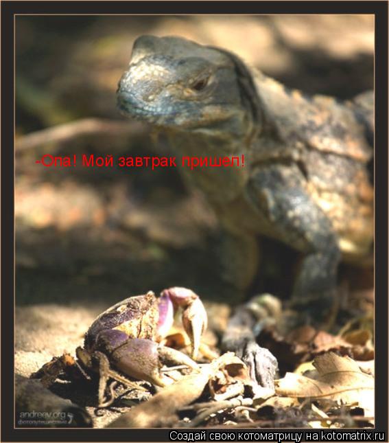 -Опа! Мой завтрак пришел!... Котоматрица: -Опа! Мой завтрак пришел!